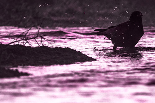 Crow Splashing River Water (Pink Tone Photo)