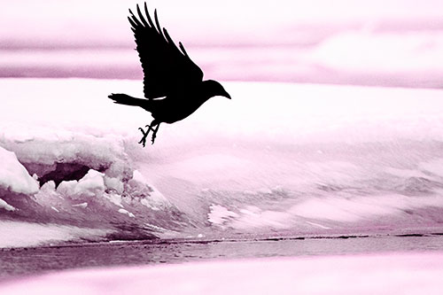 Crow Taking Flight Off Icy Shoreline (Pink Tone Photo)