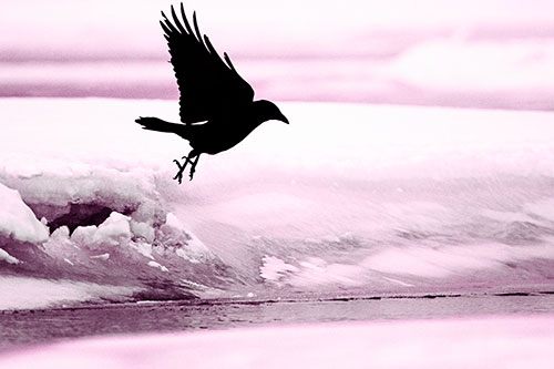 Crow Taking Flight Off Icy Shoreline (Pink Tone)