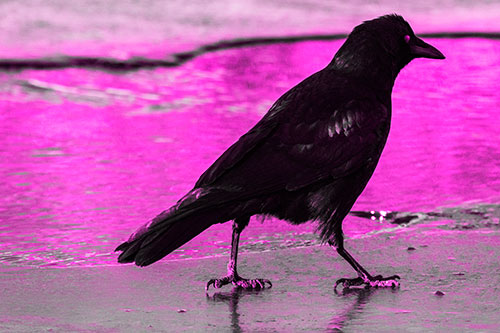 Crow Walking Along Frozen River Ice (Pink Tone)