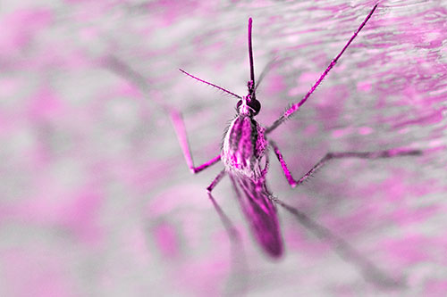 Culex Pipien Mosquito Resting Vertically (Pink Tone Photo)