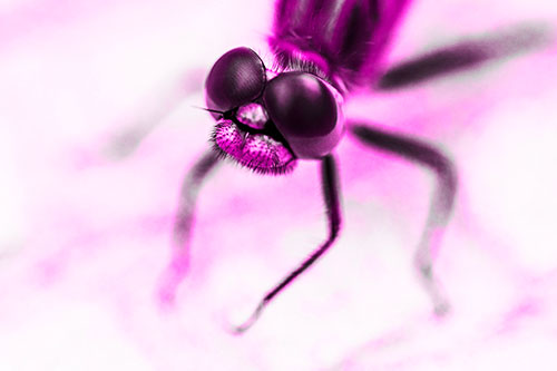 Curious Big Eyed Dragonfly Looks Above (Pink Tone Photo)