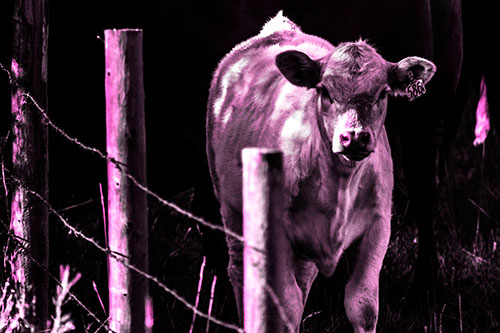 Curious Cow Calf Making Eye Contact (Pink Tone Photo)