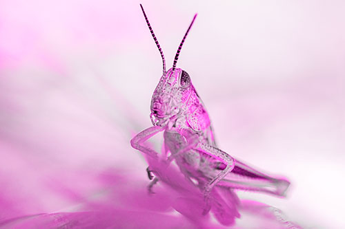 Curious Crouching Grasshopper Perched Atop Leaf Petal (Pink Tone)