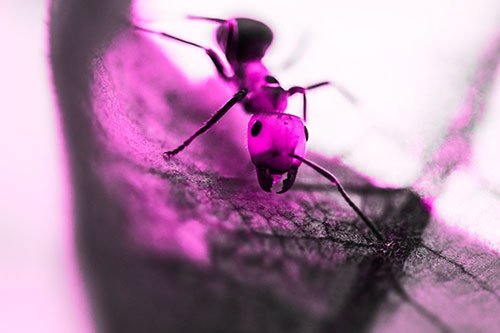 Curious Fire Ant Spreads Mandibles Among Sloping Milkweed Leaf (Pink Tone)