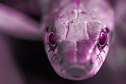 Curious Garter Snake Makes Direct Eye Contact (Pink Tone Photo)