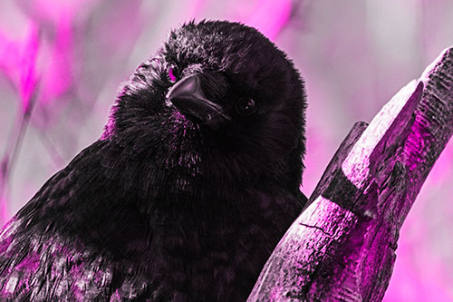Curious Head Tilting Crow Perched Among Tree Branch (Pink Tone Photo)
