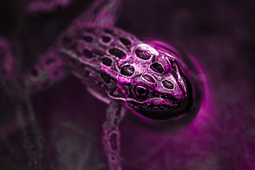 Curious Leopard Frog Peeking Head Above Water (Pink Tone Photo)