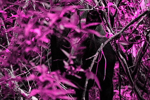Curious Moose Looking Around (Pink Tone Photo)