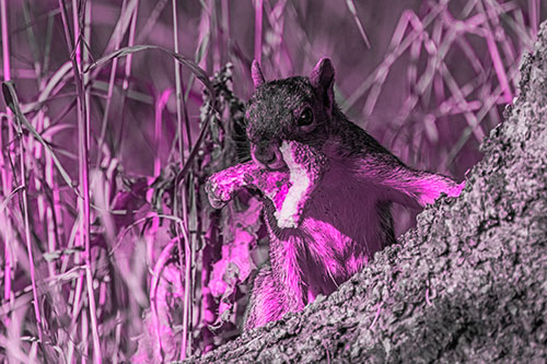 Curious Pizza Crust Squirrel (Pink Tone Photo)
