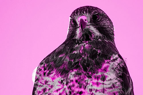 Curious Rough Legged Hawk Eying Intruder Below (Pink Tone)