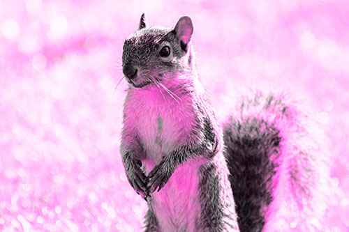 Curious Squirrel Standing On Hind Legs (Pink Tone Photo)