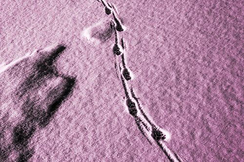 Curving Animal Footprint Trail Dragging Along Snow (Pink Tone Photo)