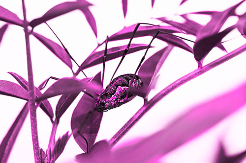 Daddy Longlegs Harvestmen Spider Crawling Down Plant Stem (Pink Tone Photo)