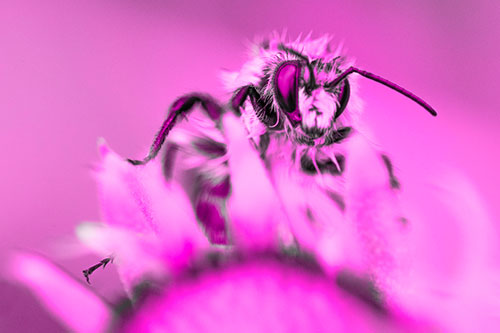 Damp Honey Bee Crawling Over Blanket Flower (Pink Tone)