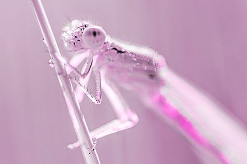 Damselfly Clamping Onto Grass Blade (Pink Tone)