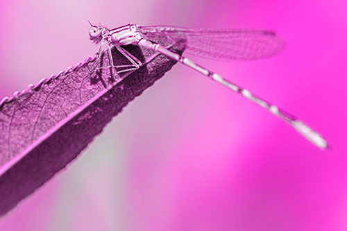 Damselfly Clamping Onto Leaf Petal Edge (Pink Tone)