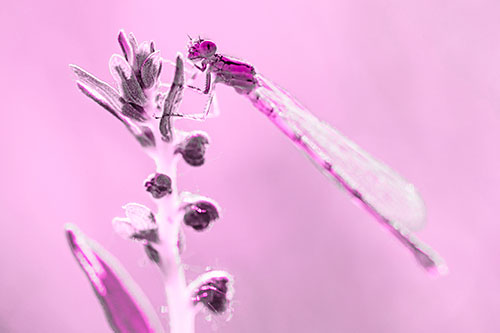 Damselfly Clings Ahold Plant Top (Pink Tone)