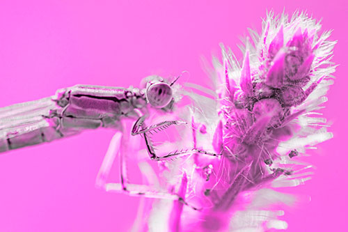 Damselfly Perched Among Fuzzy Plant (Pink Tone)