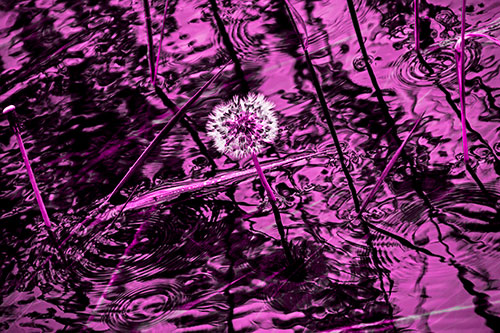 Dandelion Standing Tall During Flash Flood (Pink Tone Photo)