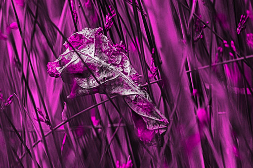 Dead Decayed Leaf Rots Among Reed Grass (Pink Tone Photo)