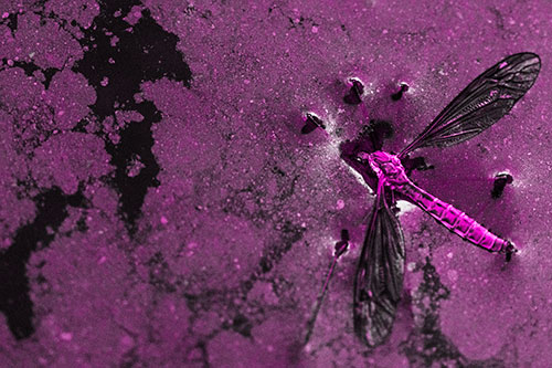 Dead Floating Crane Fly Partly Submerged Among Oily Water (Pink Tone)