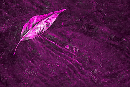 Dead Floating Leaf Creates Shallow Water Ripples (Pink Tone Photo)