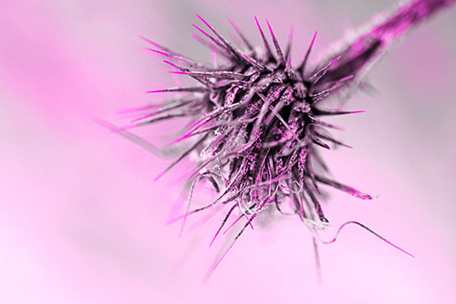 Dead Frigid Spiky Salsify Flower Withering Among Cold (Pink Tone Photo)