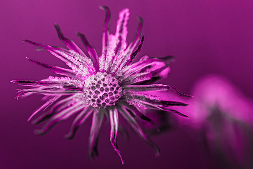 Dead Frozen Ice Covered Aster Flower (Pink Tone Photo)