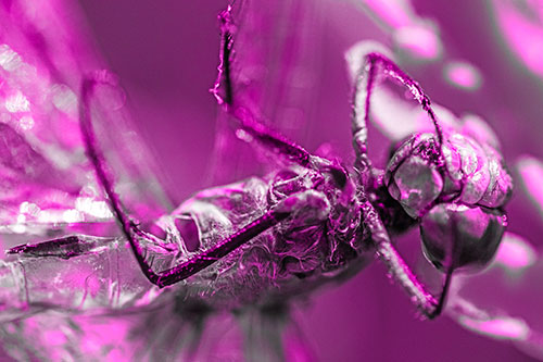Dead Grotesque Dragonfly Peeling Eye Apart (Pink Tone)