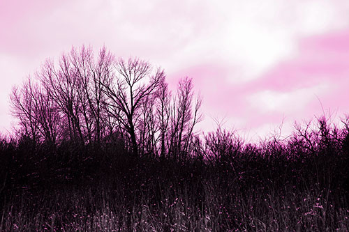 Dead Winter Tree Clusters Among Tall Grass (Pink Tone Photo)
