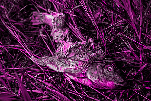 Decaying Salmon Fish Rotting Among Grass (Pink Tone Photo)