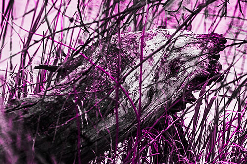 Decaying Serpent Tree Log Creature (Pink Tone Photo)
