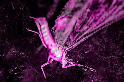 Deceased Mayfly Floating Atop Shallow River Shore (Pink Tone)