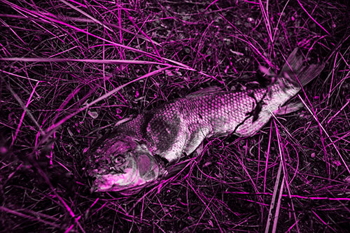 Deceased Salmon Fish Rotting Among Grass (Pink Tone Photo)