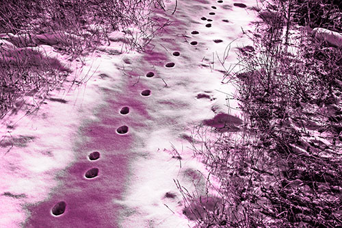 Deep Snow Animal Footprint Markings (Pink Tone)