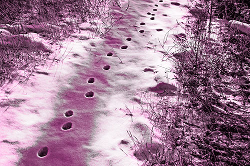 Deep Snow Animal Footprint Markings (Pink Tone Photo)