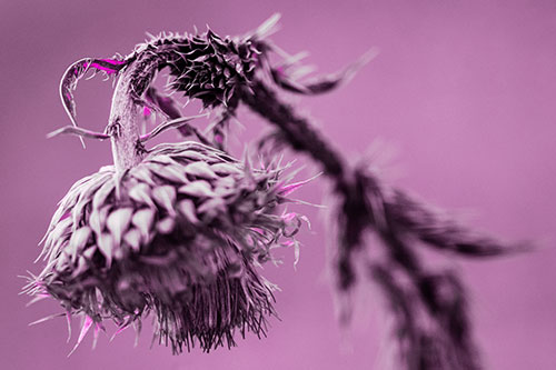 Depressed Slouching Thistle Dying From Thirst (Pink Tone Photo)