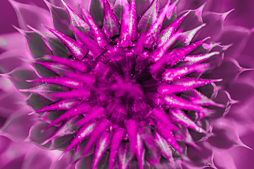 Dew Drops Cover Blooming Thistle Head (Pink Tone Photo)