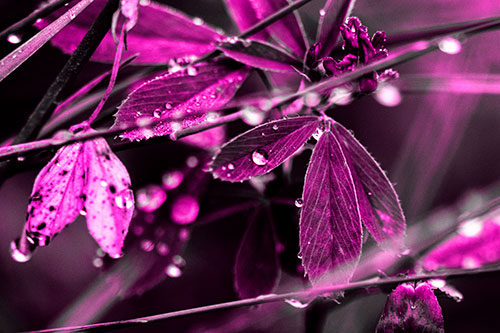 Dew Water Droplets Clutching Onto Leaves (Pink Tone Photo)