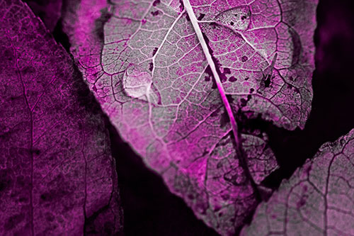 Dewy Eyed Leaf Face Cringing Towards Bug (Pink Tone)