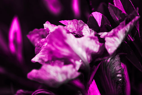 Dewy Iris Flower Creature Face (Pink Tone Photo)