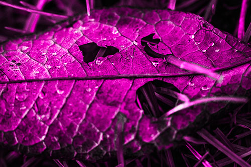 Dewy Pierced Leaf Face Screaming Among Grass Blades (Pink Tone)