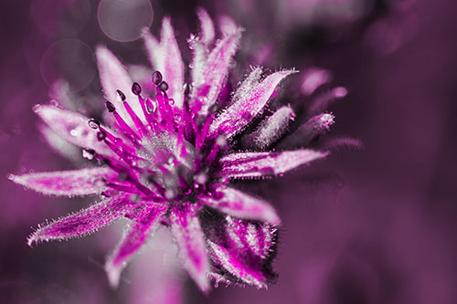 Dewy Spiked Sempervivum Flower (Pink Tone Photo)
