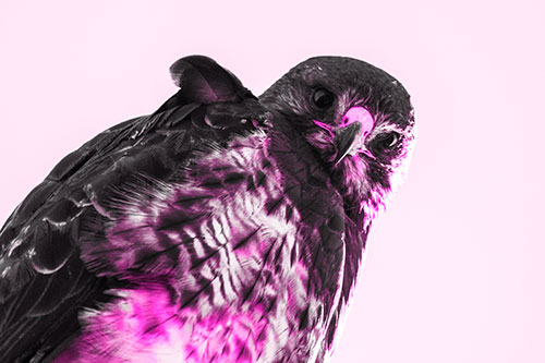 Direct Eye Contact With Rough Legged Hawk (Pink Tone Photo)