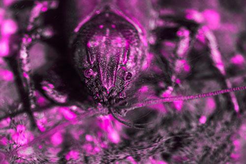 Direct Eye Contact With Water Submerged Crayfish (Pink Tone Photo)