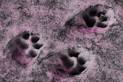 Dirty Dog Footprints In Snow (Pink Tone Photo)