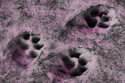 Dirty Dog Footprints In Snow (Pink Tone)