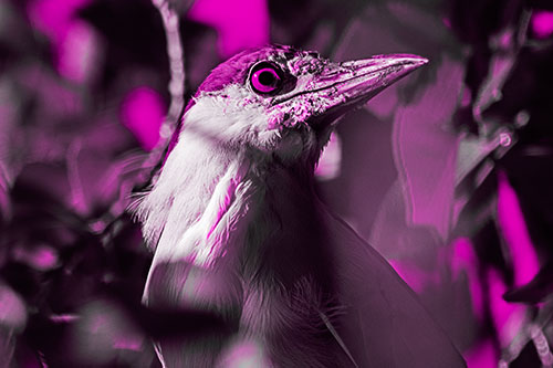 Dirty Faced Black Crowned Night Heron (Pink Tone Photo)