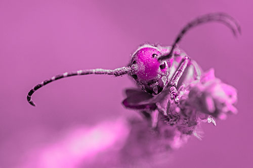 Dirty Milkweed Beetle Climbs Plant Top (Pink Tone)